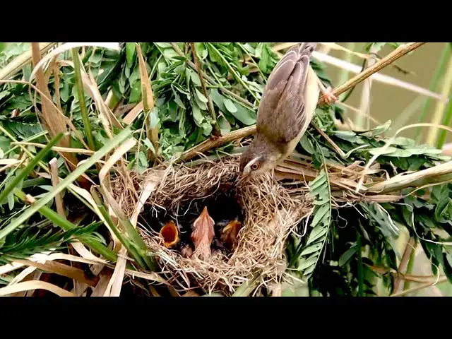 'Video thumbnail for Ater get up on nest, Baby's wait eat food on nest'