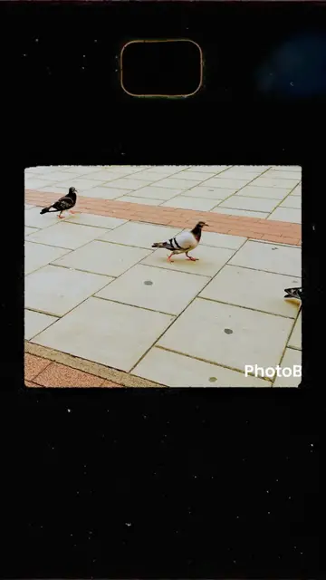 Video thumbnail for Birds