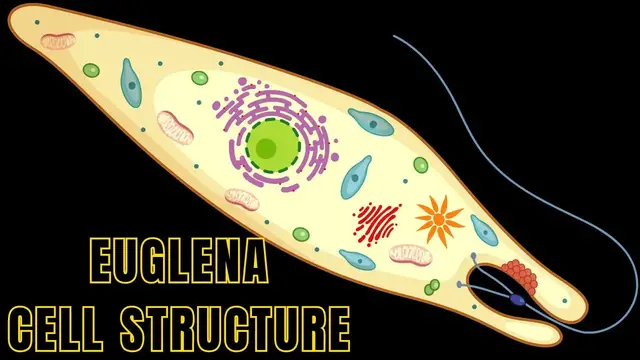 Video thumbnail for Euglena Cell Structure and Function | Euglena under Microscope #biologyexams4u #euglena