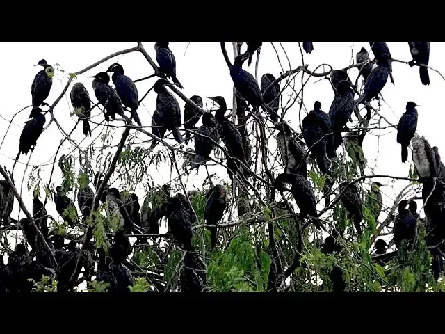 'Video thumbnail for សំបុកសត្វស្លាបច្រើនណាស់ ក្អែកទឹក'