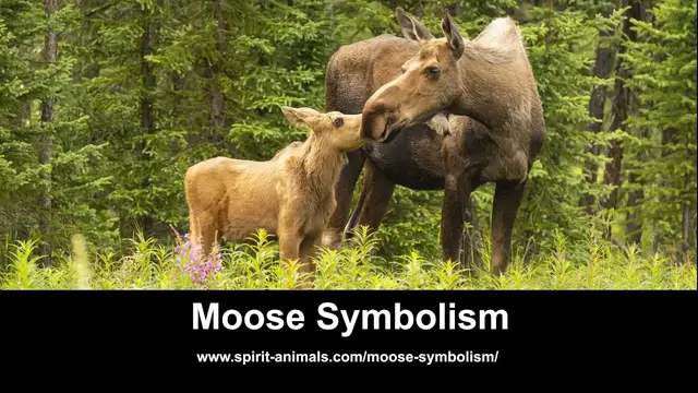 Video thumbnail for Moose Symbolism