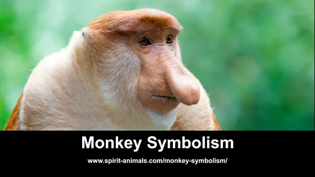 Video thumbnail for Monkey Symbolism