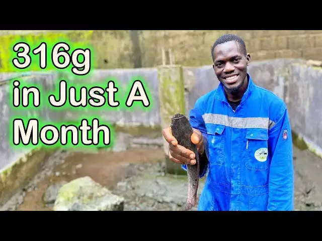 'Video thumbnail for Catfish Weight Surpasses Expectations After Just One Month at Otto's Farms! 馃悷馃殌"'