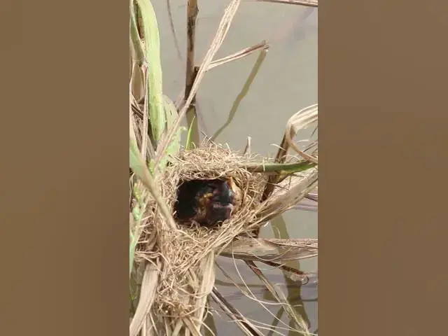 Video thumbnail for Bird Short feed  babies