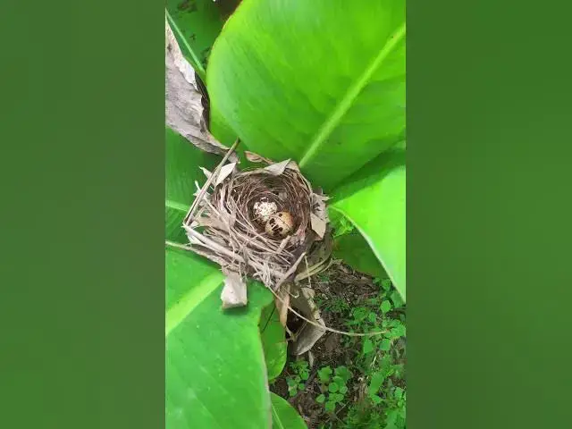 Video thumbnail for Egg on Nest At Banana  #Nesting #BirdBehavior #BirdWatching #NatureLovers #Wildlife #BirdLife #BirdF