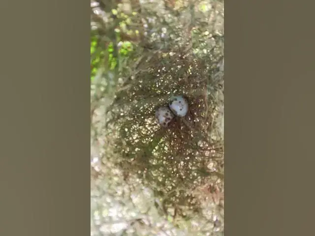 Video thumbnail for Top Egg Bird  #Babies  #Nesting #BirdBehavior #BirdWatching #NatureLovers #Wildlife #BirdLife