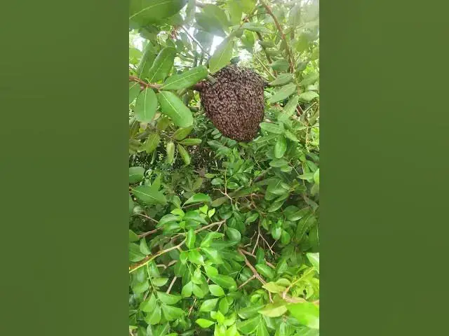 Video thumbnail for Gain Bee  #Female #Golden #Feed #Baby #Nest #Start #Results