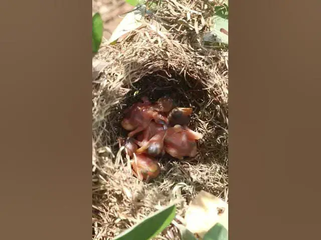 Video thumbnail for Baby Yellow Sparrow #Egg citing #Ornithology #Nature #Biodiversity #Eggception #birdmest