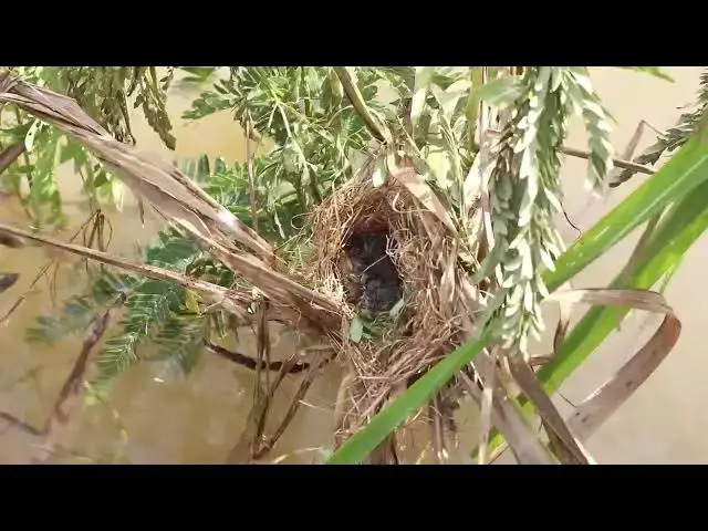 Video thumbnail for The Babies Bird Waiting Eat // Nest Life: Baby Birds' Noisy Mealtime