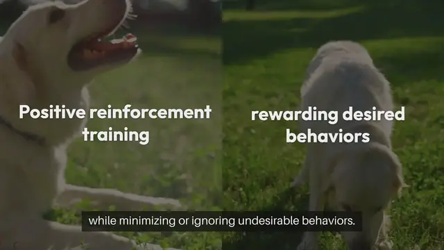 Video thumbnail for Positive Reinforcement Training