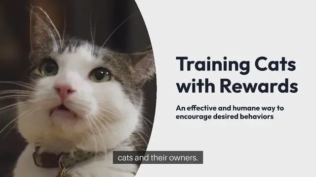 Video thumbnail for Training Cats With Rewards