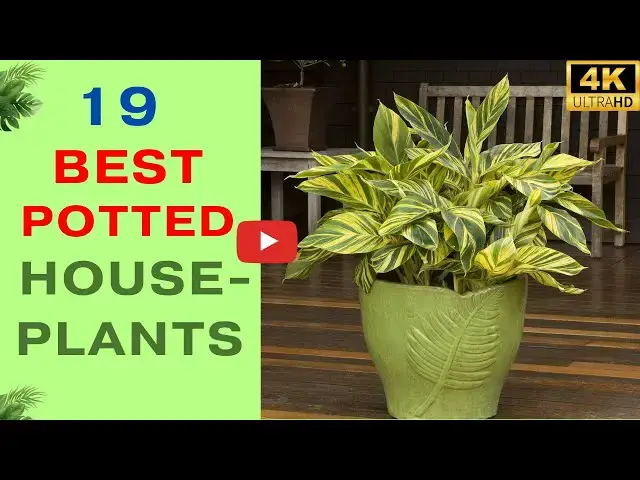 'Video thumbnail for 19 Best Potted Houseplants That Look Good Year Round'