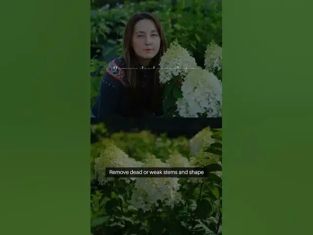 Video thumbnail for Ultimate Hydrangea Care Guide  #HydrangeaCare #GardeningTips #FlowerPower #gardeninspiration  #facts
