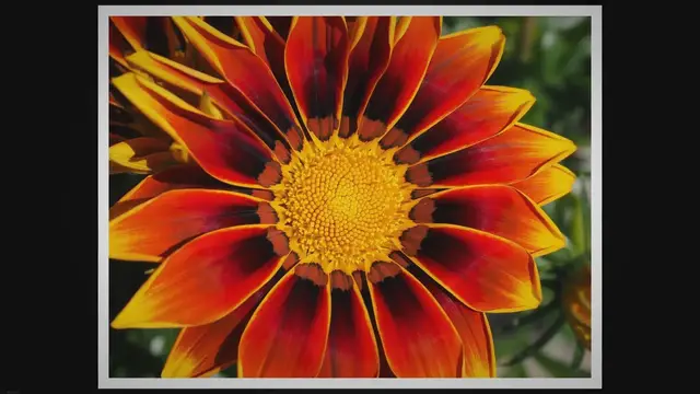 'Video thumbnail for From Seeds to Blooms: Cultivating Gazania in Balcony Containers'