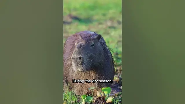 Video thumbnail for Capybaras are extremely social.😘🙂😉#shorts