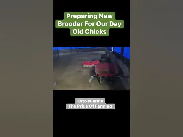 Video thumbnail for 🔥🐣 Preparing a New Brooder for Our Day-Old Chicks