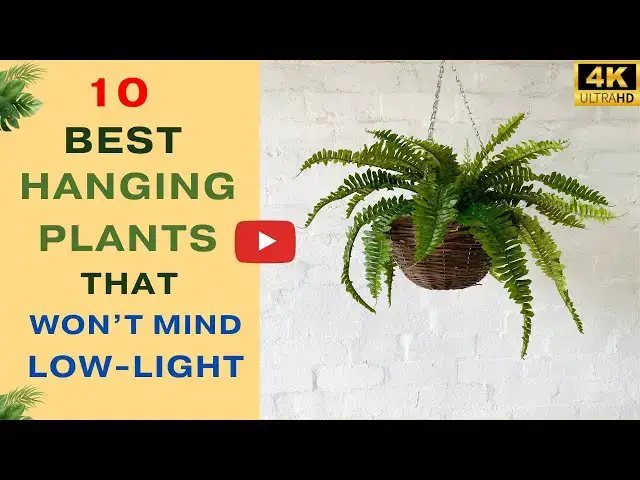 'Video thumbnail for 10 Best Hanging Plants That Don’t Mind Low Light'
