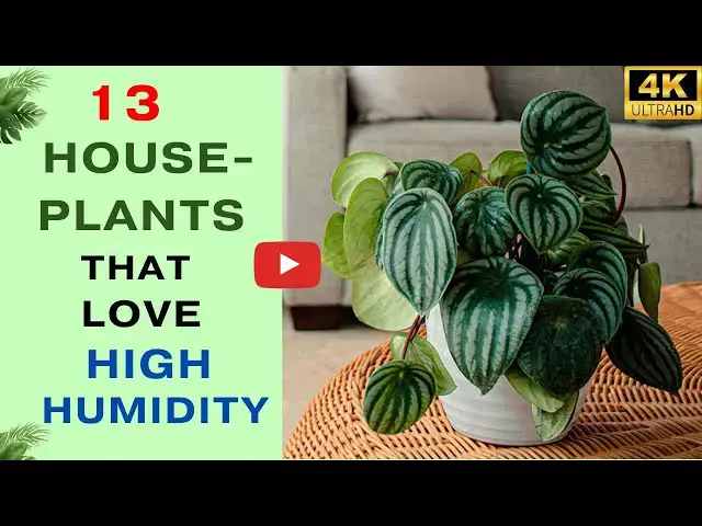 'Video thumbnail for 15 Houseplants That Love High Humidity'