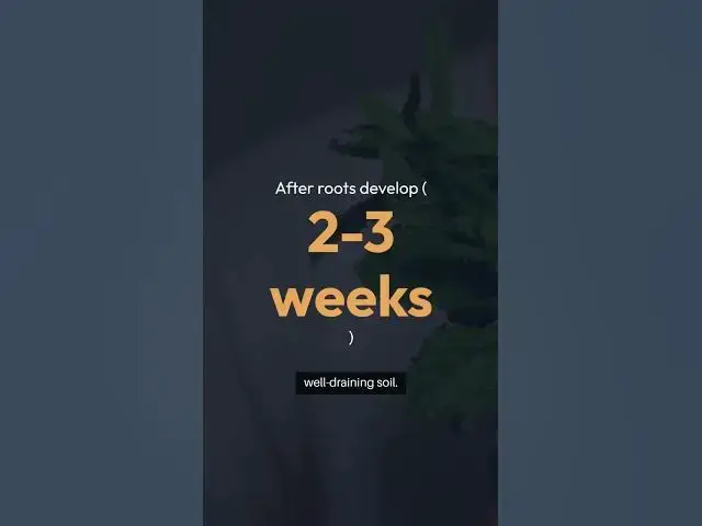 Video thumbnail for Mint Leaf to Harvest A Growing Guide #HealthyLiving #SustainableGardening #diygarden  #soil #facts