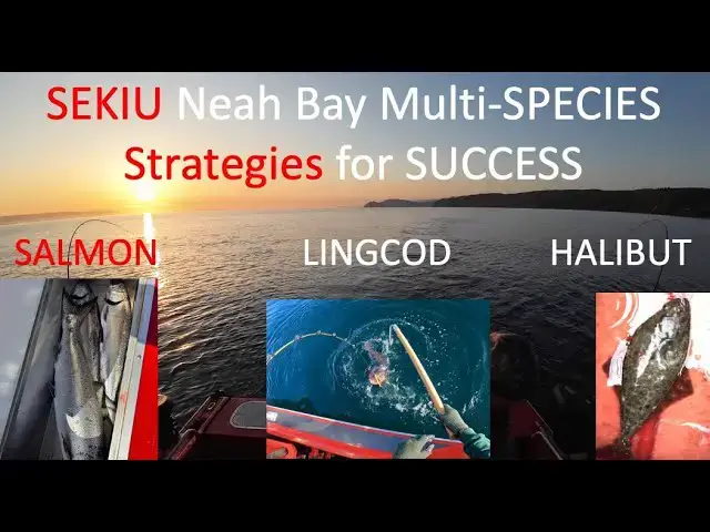Video thumbnail for SEKIU Neah Bay - Multi-Species STRATEGIES for SUCCESS - LINGCOD, Halibut, and SALMON!
