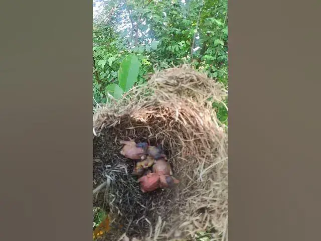 Video thumbnail for #reactions#ai #nature #beautiful #creativity is a habbit#chiks #viralshort #@bird #@birdlife