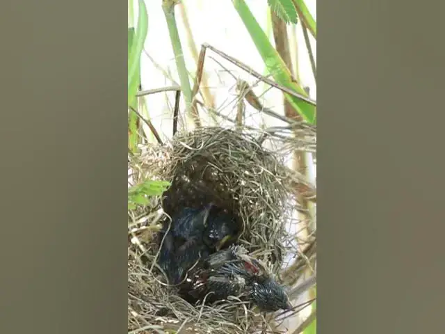 Video thumbnail for Grown Bird Sleep