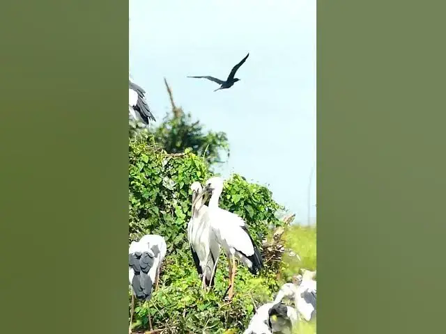 Video thumbnail for All Bird White