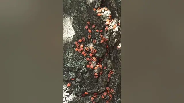 Video thumbnail for That's a lot of firebugs😍😘🥰#shorts