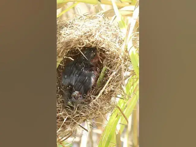 Video thumbnail for Amazing Babies Bird Cries Feed in Nest #birds #nature #shortvideo #viralvideo #birds #farming