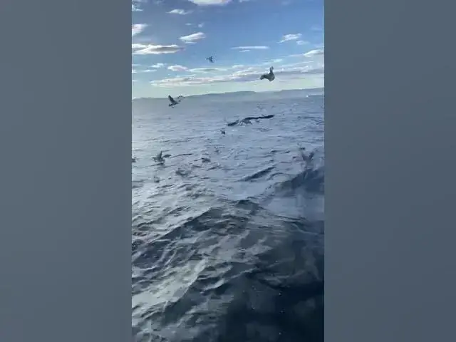 Video thumbnail for Pelagic birds #nature #audubonsociety #bbcearth #alcatraz