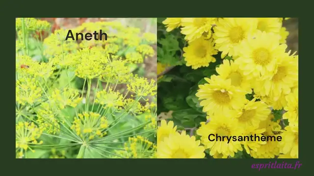 'Video thumbnail for 14 idées de fleurs jaunes pour le jardin'