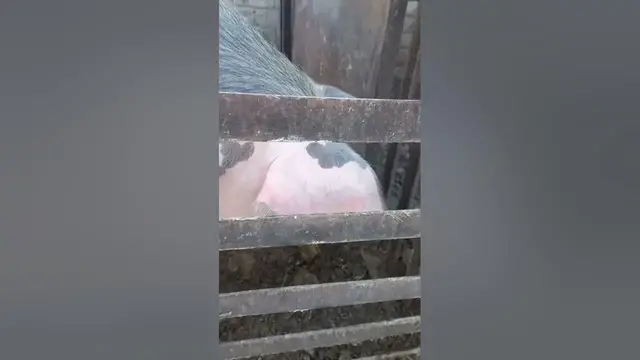 Video thumbnail for Why Are Pigs The Cleanest Animals?
