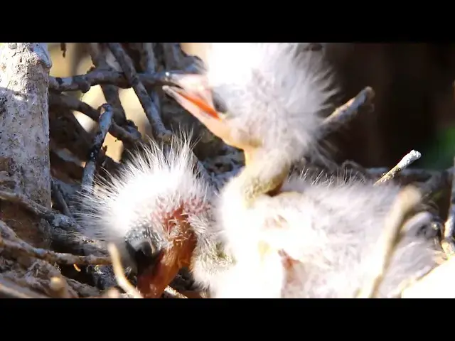 Video thumbnail for Two Babies birds eating food on nest - All Baby Birds