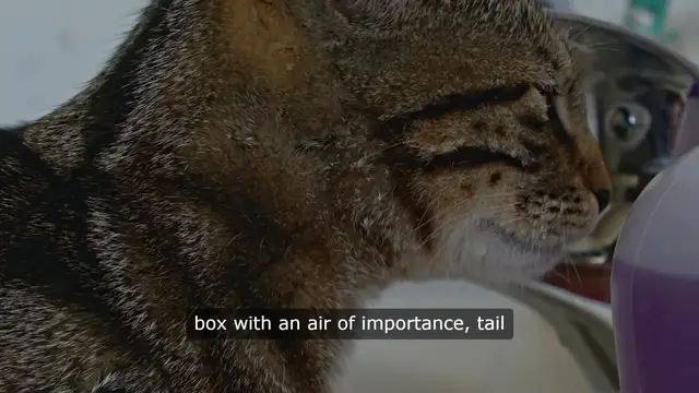 Video thumbnail for Cat Litter Chronicles