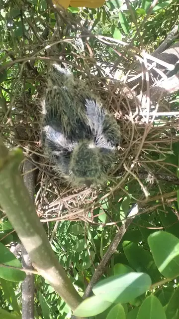 Video thumbnail for Wow baby birds dove  #babybird #dove #dovebird #nestbird #shortbird #nestdove #birdeat #birdfeed