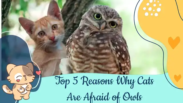 'Video thumbnail for Are Cats Afraid Of Owls - Top Reasons Here '