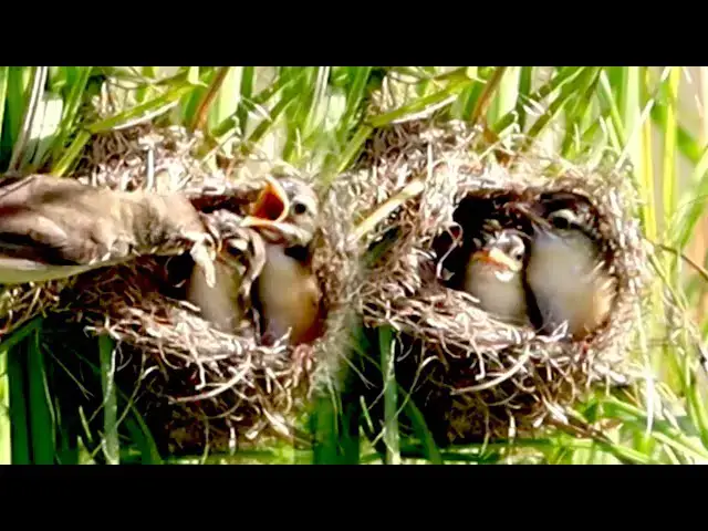 'Video thumbnail for Momy wild bird feed food to babie on nest'