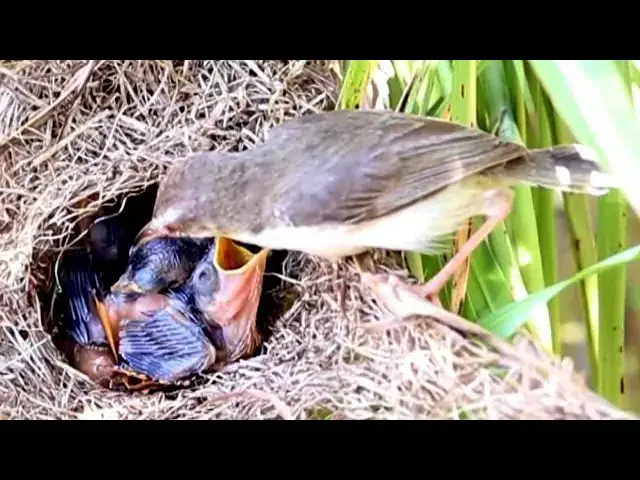 Video thumbnail for The Nesting Mama Bird Feeds Crying Babies
