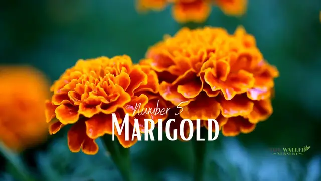 'Video thumbnail for 5 Best Fall Flowers To Brighten Up Your Garden'