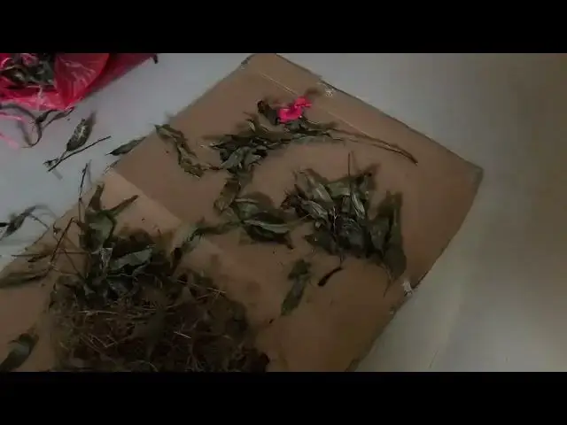 Video thumbnail for 🌿 Eco Print Art in Bali – Learning Natural Fabric Printing with a Balinese Master