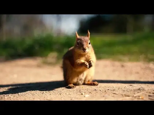 Video thumbnail for 12003967 1920 1080 30fps