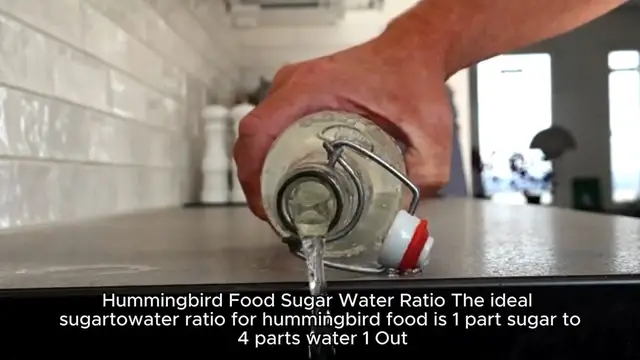 Video thumbnail for hummingbird food recipe sugar water ratio