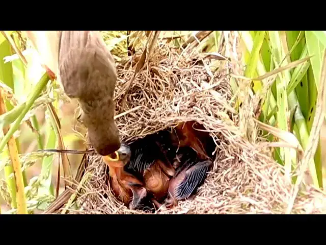 Video thumbnail for Amazing Feeding Time: Mother Bird Tends to Nestlings