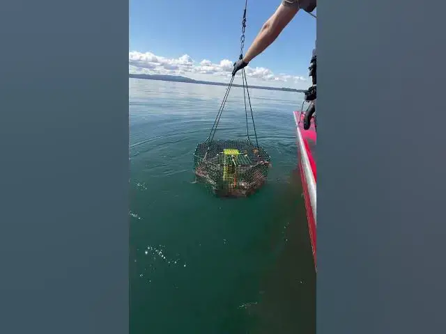 Video thumbnail for Limits of spot shrimp for 6 shrimpers and off the water by 11:30! What a day!