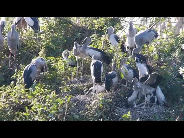 Video thumbnail for THIS  LAKE SOIL LAND FOR BIRDS LIVE HERE ALOT  hours #100022