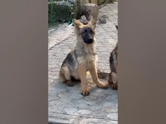 Video thumbnail for #dogs #germanshepherd