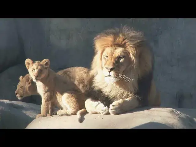 Video thumbnail for Amazing Big Cats From The World