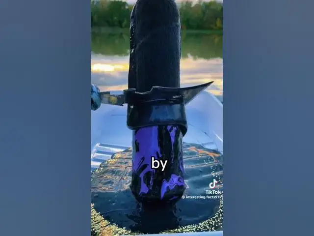 Video thumbnail for Interesting Facts part 3