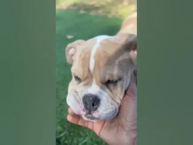 Video thumbnail for Missing Light Brown Bulldog