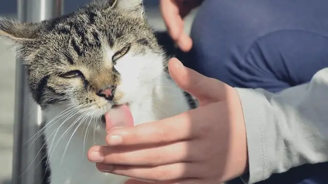 Video thumbnail for Why Does My Cat Lick Me? 6 Likely Reasons